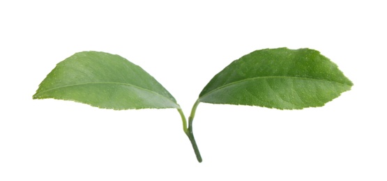 Photo of Fresh green citrus leaves on white background