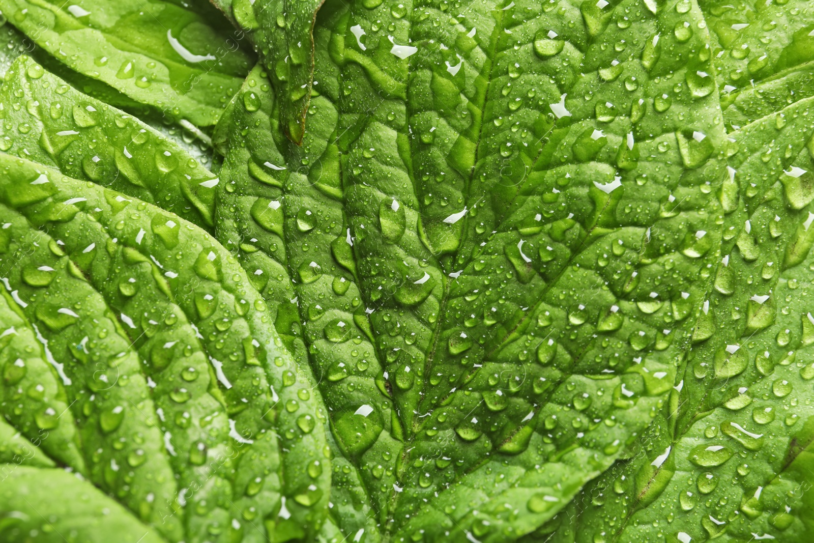 Photo of Beautiful green leaves with dew as background