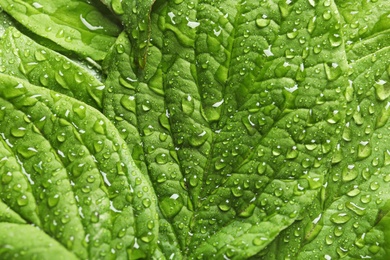 Photo of Beautiful green leaves with dew as background