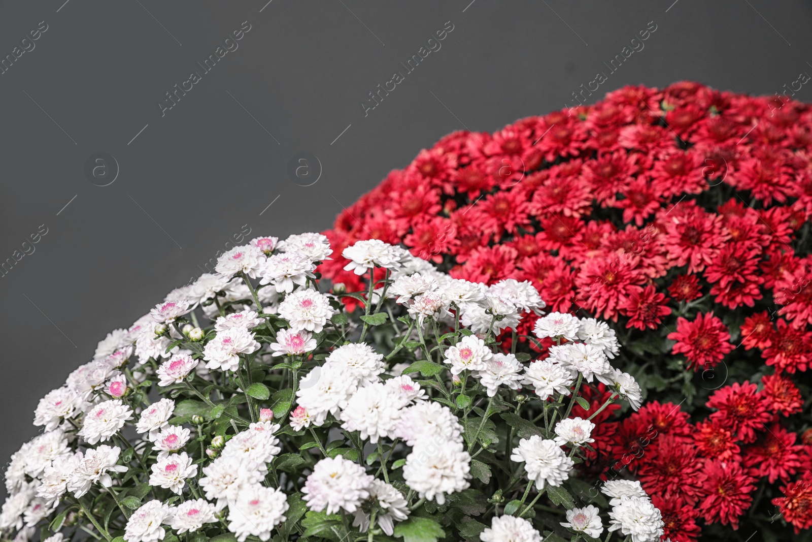 Photo of Beautiful fresh chrysanthemum flowers on dark grey background