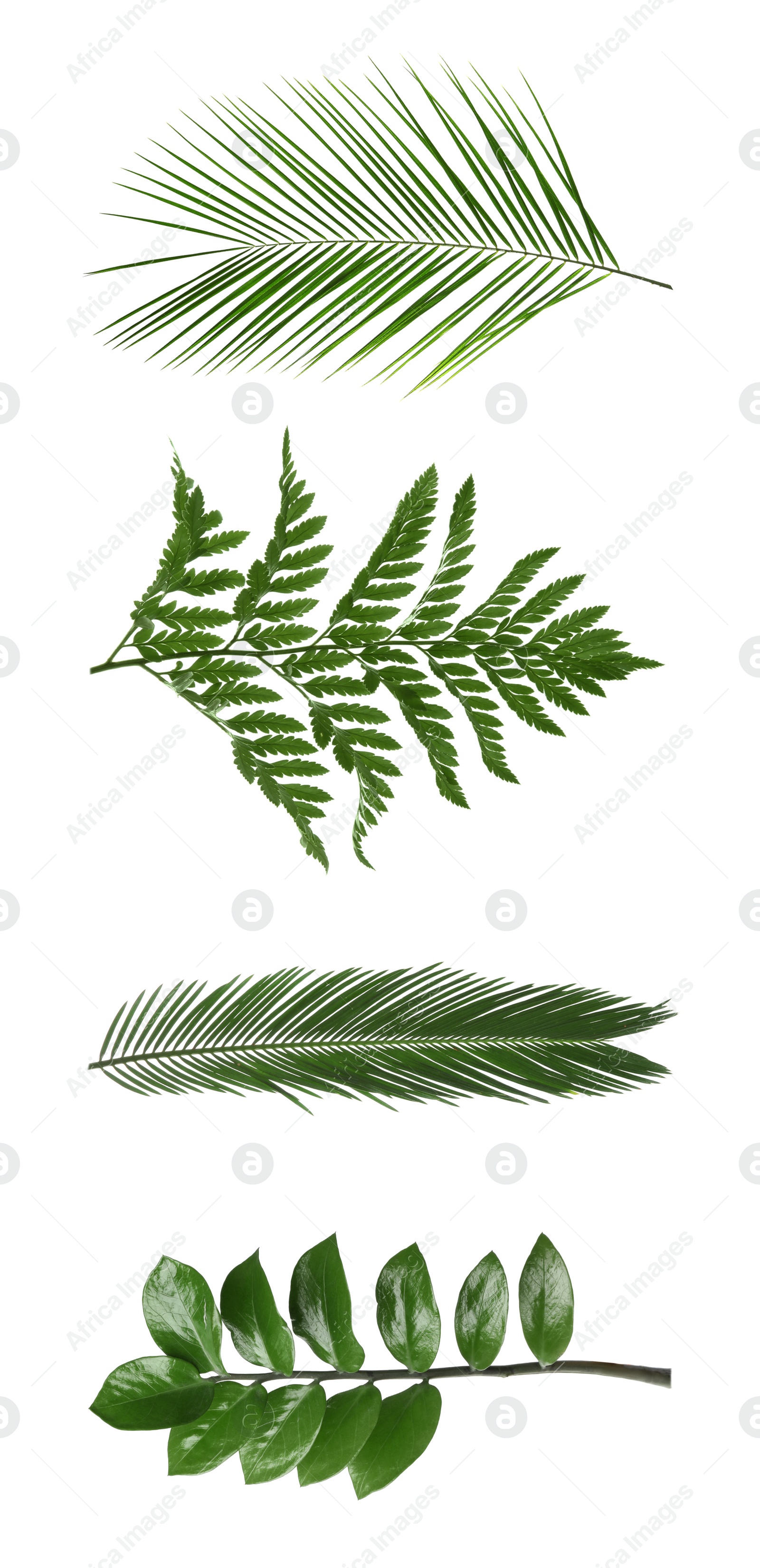 Image of Set with different tropical leaves on white background