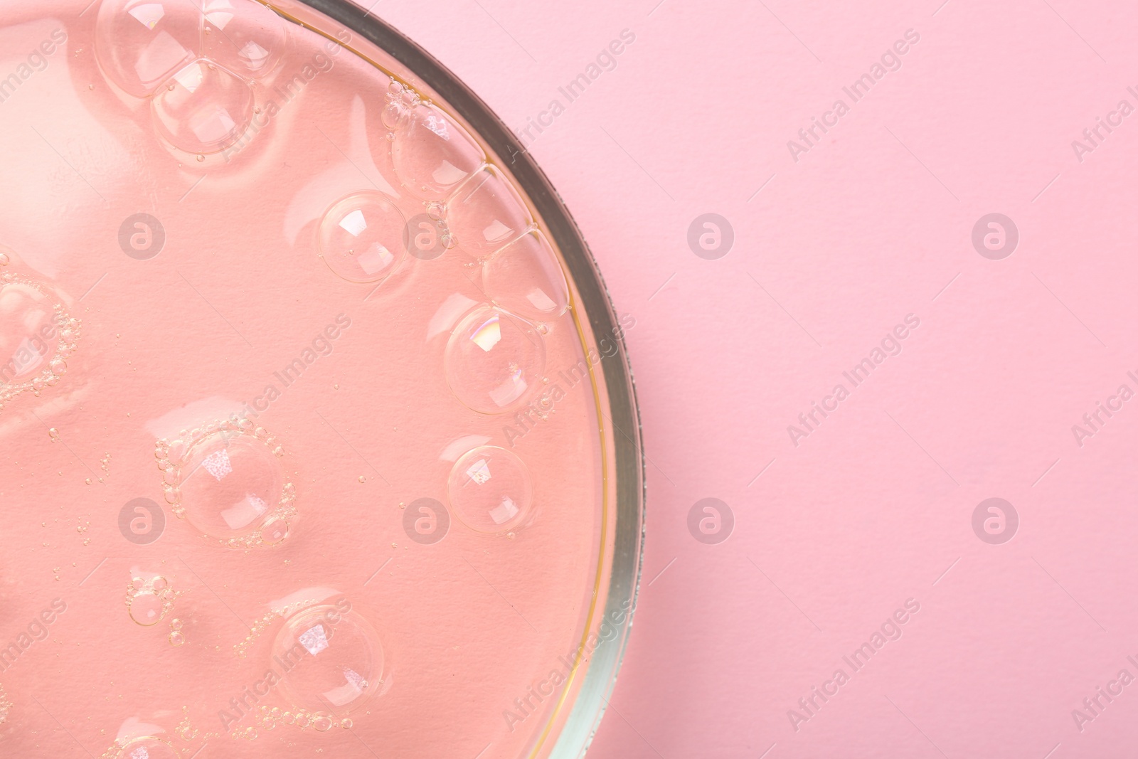 Photo of Petri dish with liquid sample on pink background, top view. Space for text