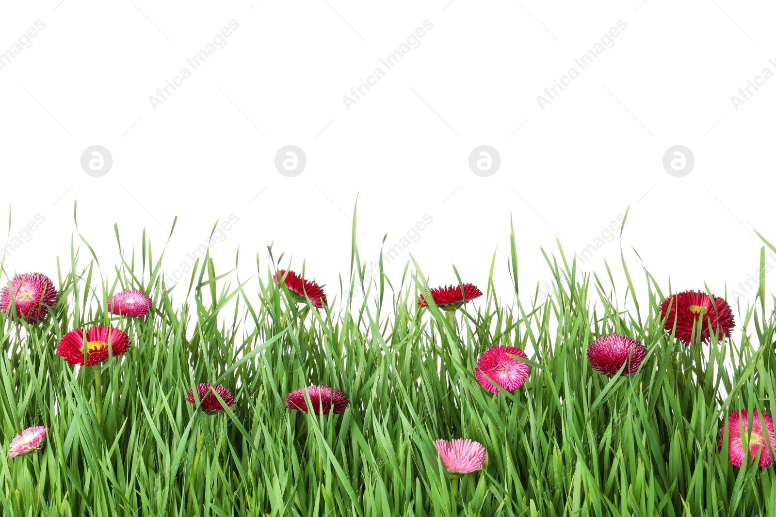 Photo of Vibrant green grass with beautiful flowers on white background