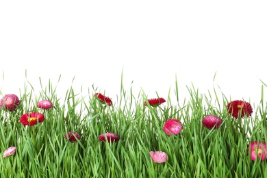 Vibrant green grass with beautiful flowers on white background