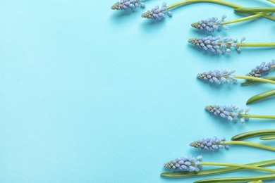 Photo of Flat lay composition with spring muscari flowers on color background, space for text