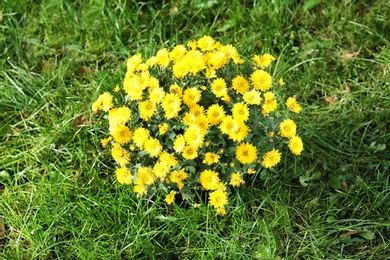 Beautiful colorful chrysanthemum flowers on green grass