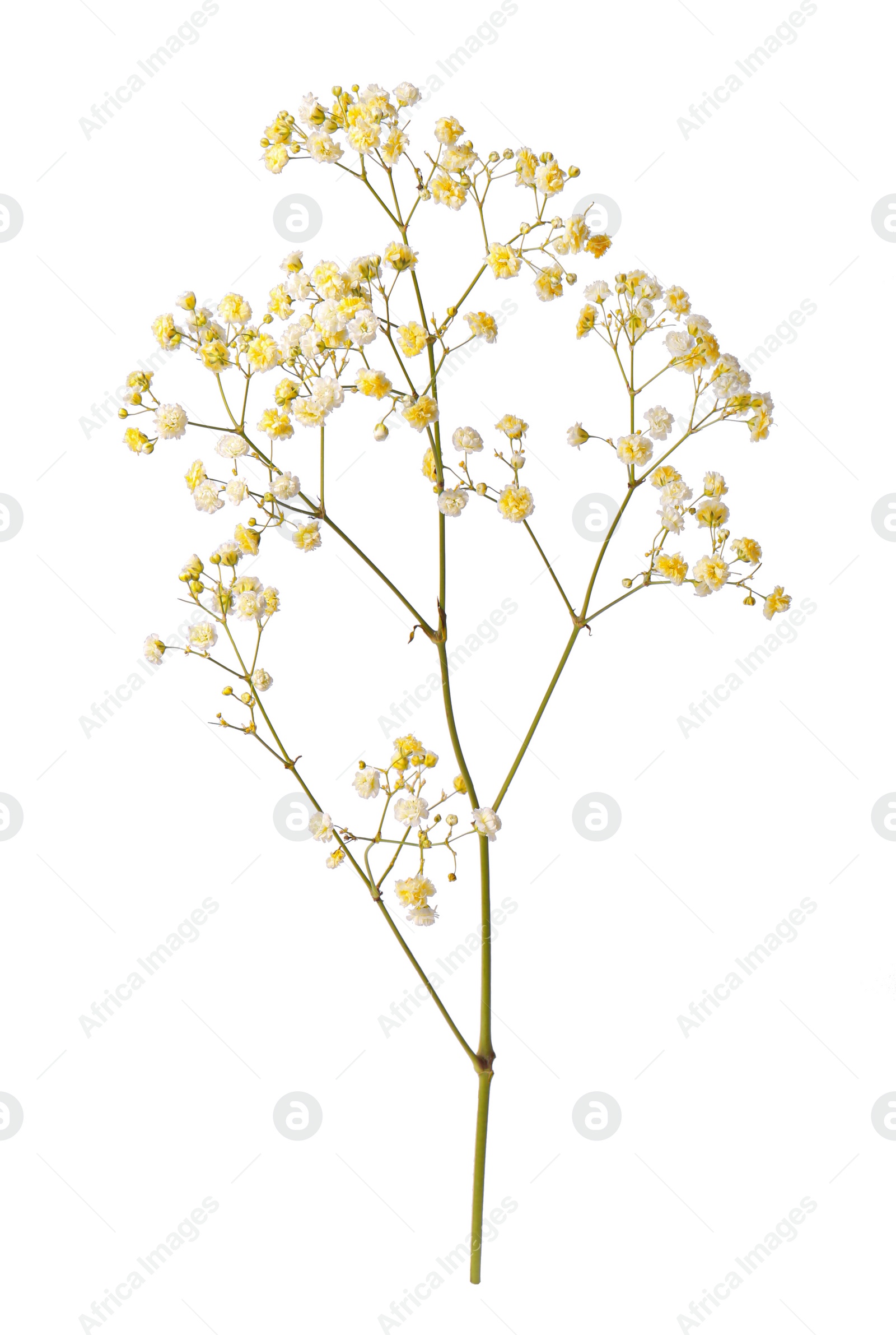 Photo of Beautiful colorful gypsophila flowers on white background