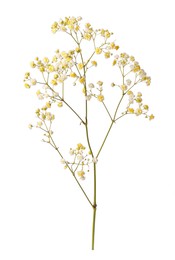 Photo of Beautiful colorful gypsophila flowers on white background