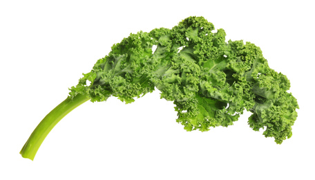 Fresh green kale leaf isolated on white