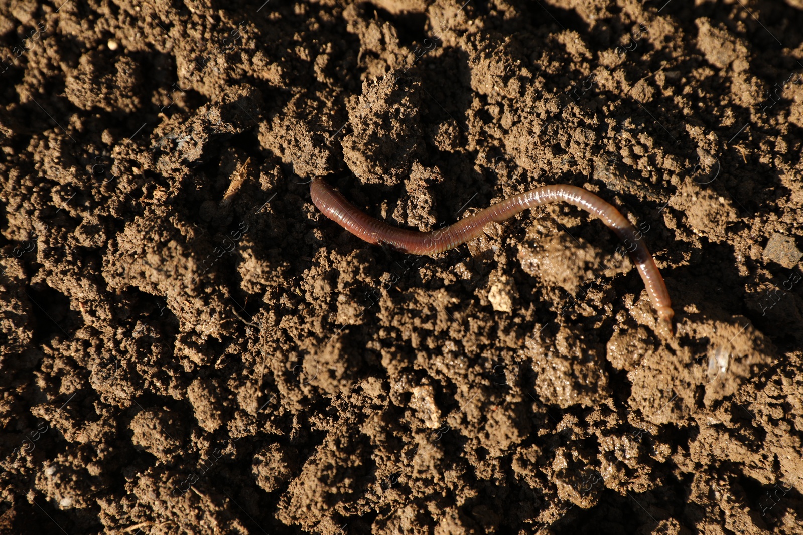 Photo of One earthworm on wet soil, top view