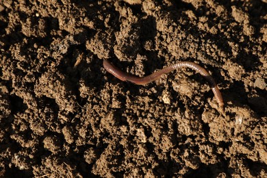 Photo of One earthworm on wet soil, top view
