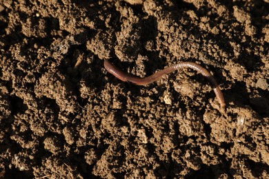 One earthworm on wet soil, top view