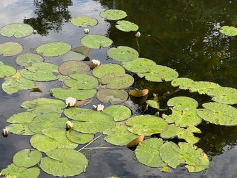 Photo of Pond with waterlily plants outdoors on sunny day