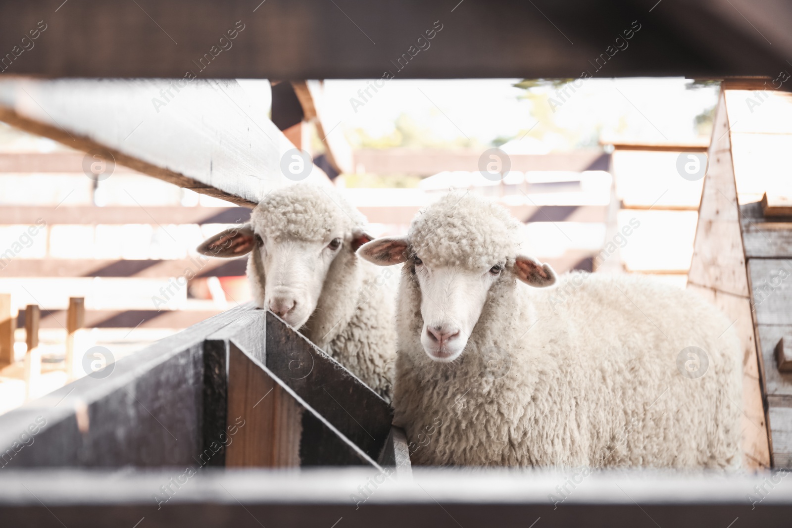 Photo of Cute funny sheep near fence on farm. Animal husbandry