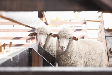 Cute funny sheep near fence on farm. Animal husbandry