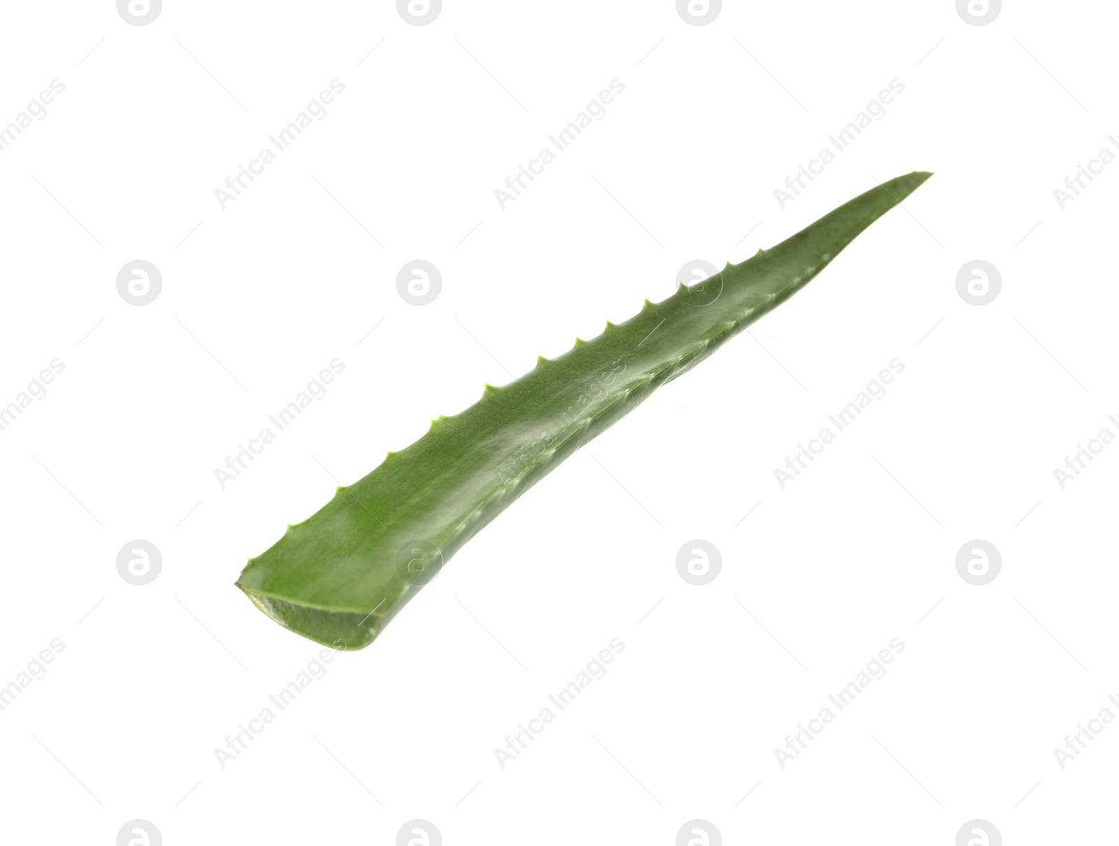 Photo of One aloe vera leaf isolated on white