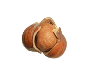 Tasty hazelnut in shell isolated on white