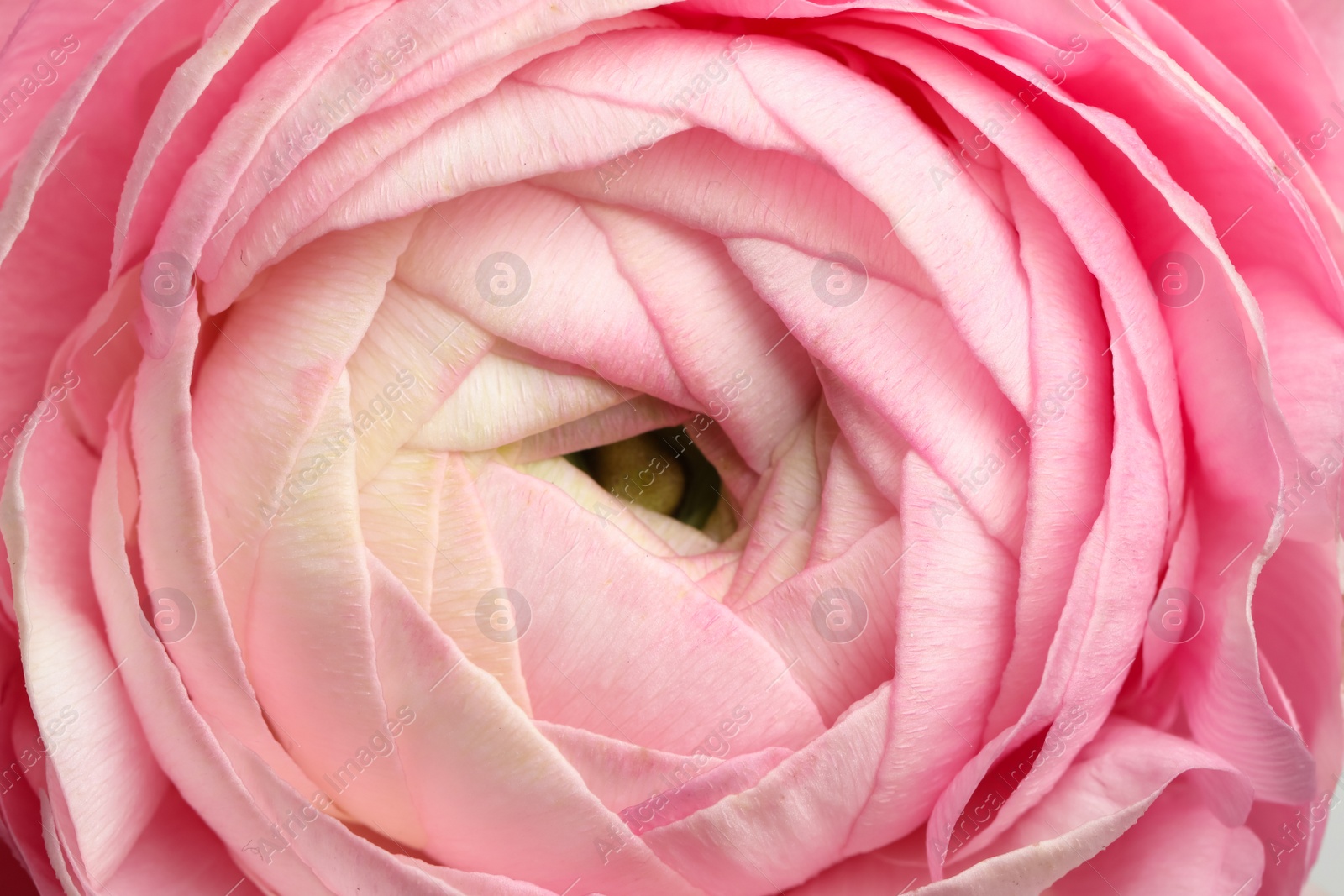 Photo of Closeup view of beautiful delicate ranunculus flower