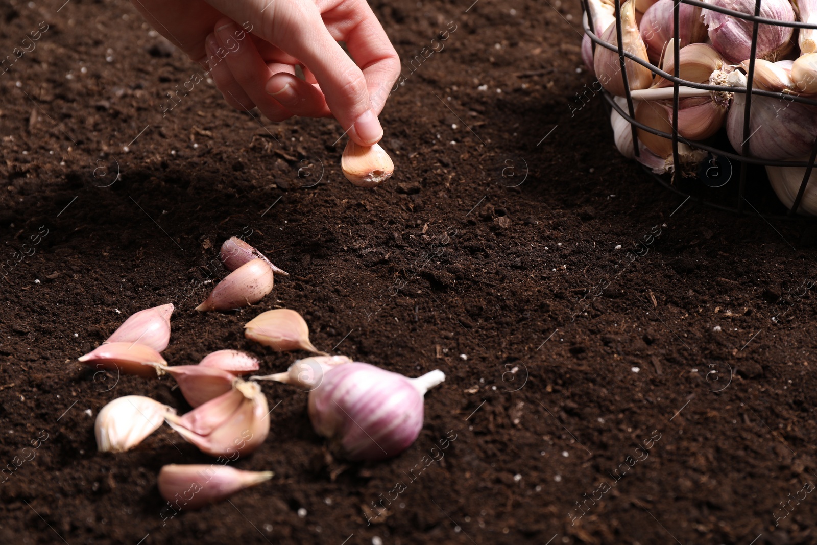 Photo of Woman planting garlic cloves into fertile soil, closeup