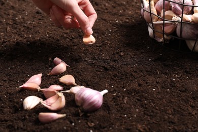 Photo of Woman planting garlic cloves into fertile soil, closeup