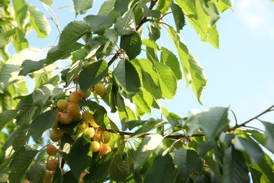 Photo of Cherry tree with green leaves and unripe berries growing outdoors, low angle view