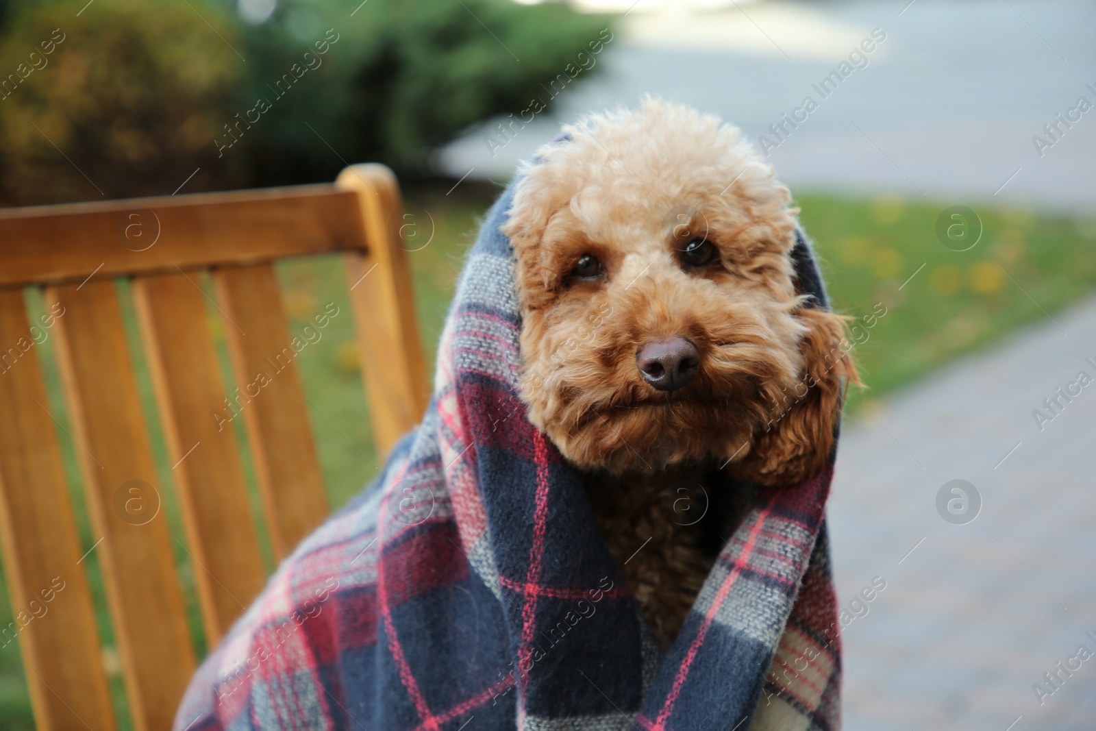 Photo of Cute fluffy dog wrapped in blanket on chair outdoors