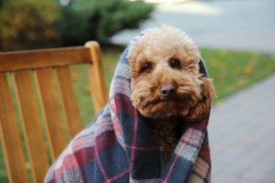 Cute fluffy dog wrapped in blanket on chair outdoors