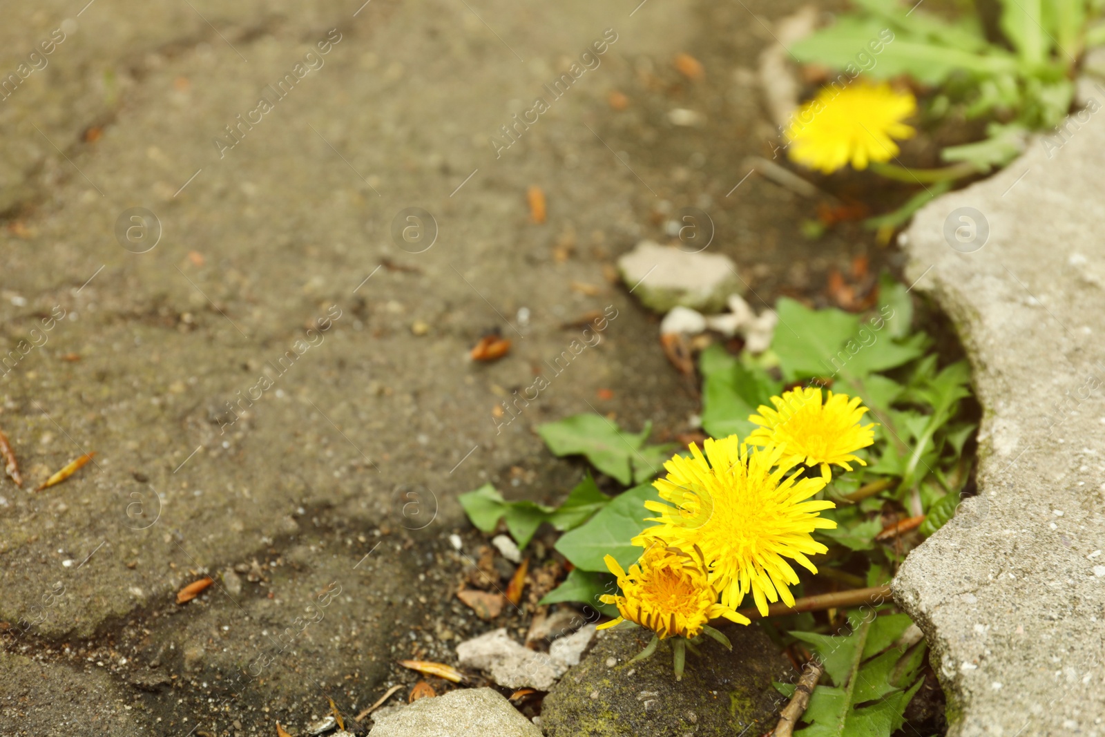 Photo of Yellow dandelion flowers with green leaves growing outdoors. Space for text