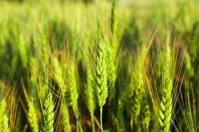 Beautiful agricultural field with ripening wheat, closeup