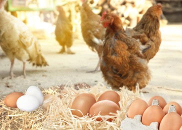 Fresh raw eggs and chickens on farm