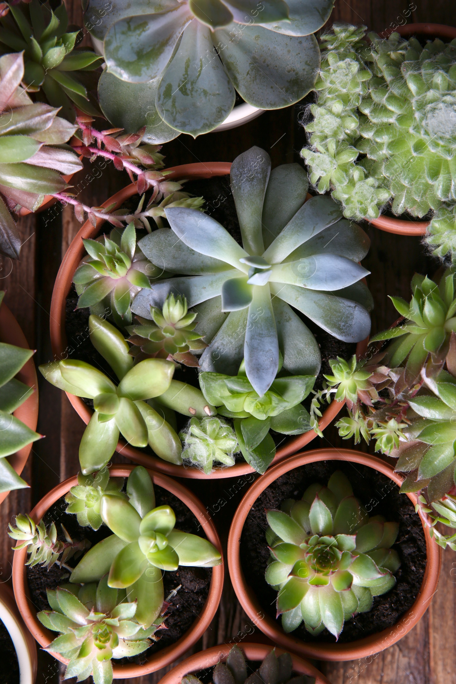 Photo of Many different echeverias on table, flat lay. Beautiful succulent plants