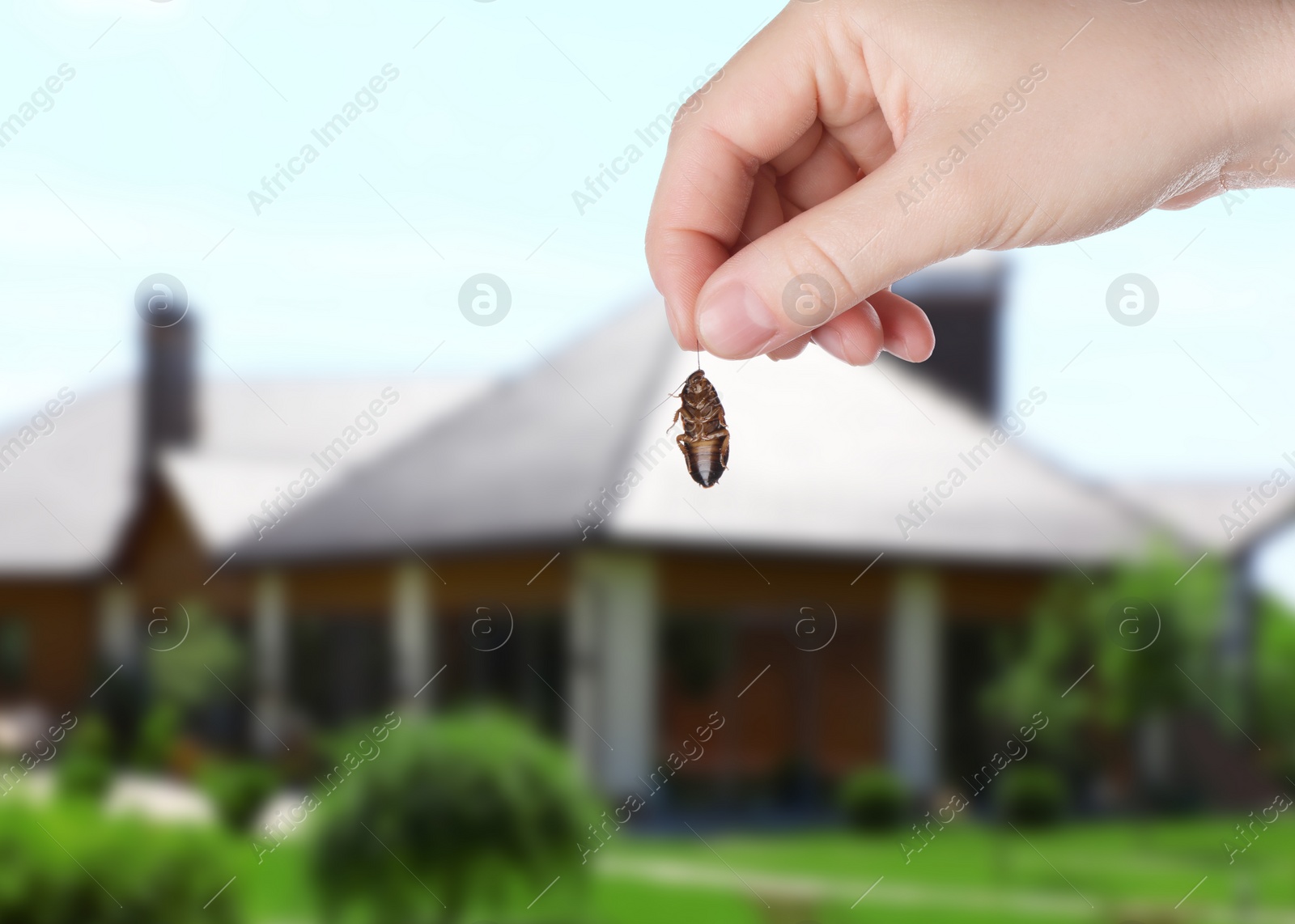 Image of Woman holding dead cockroach and blurred view of modern house on background. Pest control