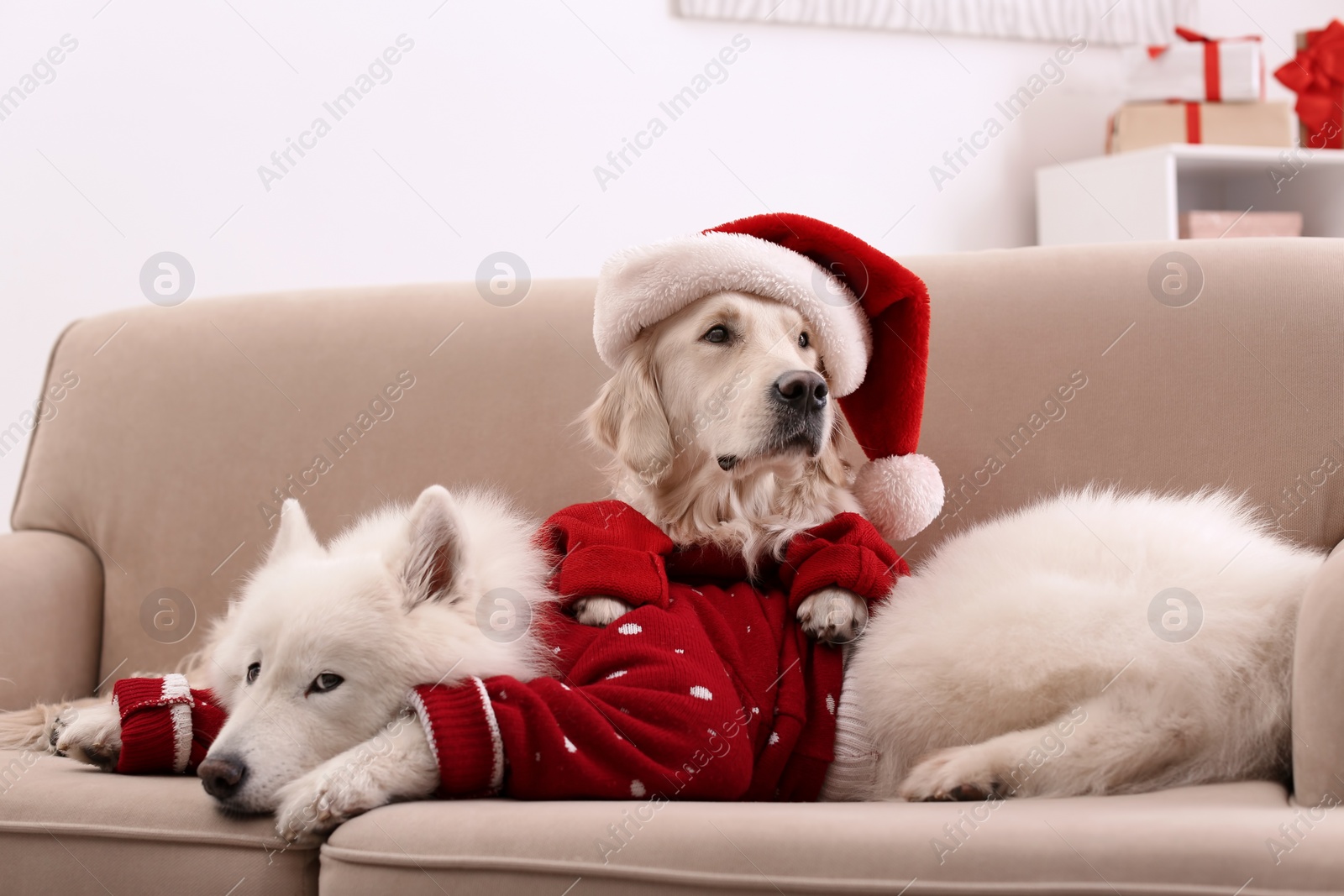 Photo of Cute dogs in warm sweaters on sofa at home. Christmas celebration