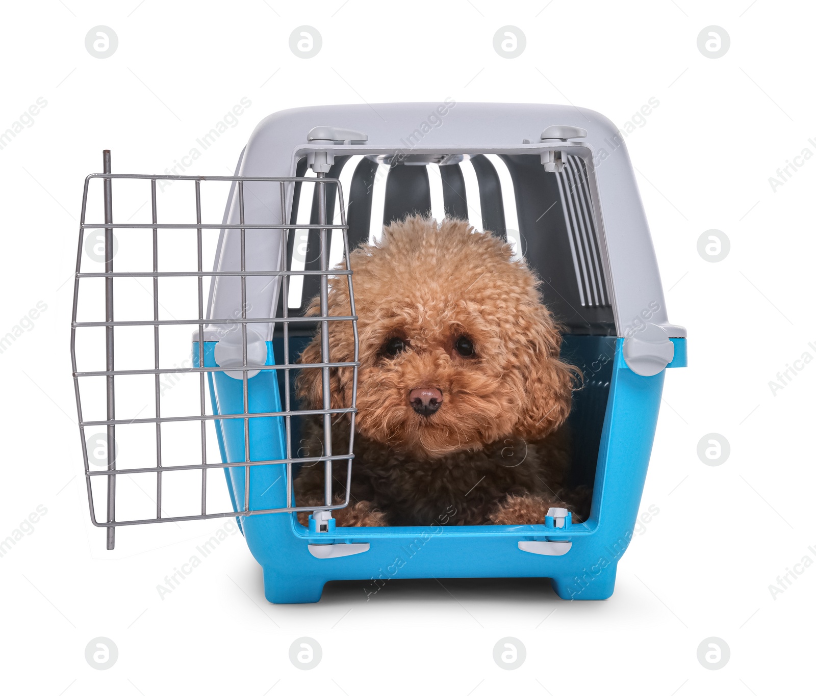 Photo of Travel with pet. Cute dog in carrier on white background