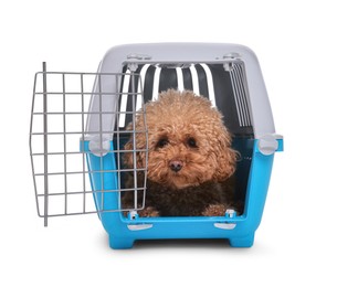 Travel with pet. Cute dog in carrier on white background