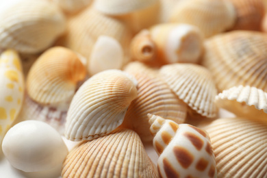 Photo of Many beautiful seashells as background, closeup view