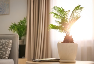 Flowerpot with tropical palm on table against window indoors