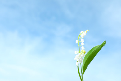 Photo of Beautiful lily of the valley flowers against blue sky, closeup. Space for text