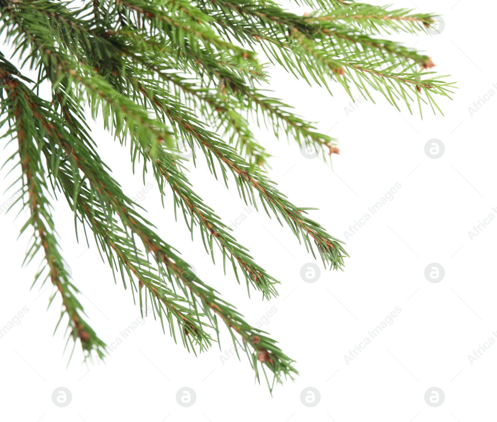 Photo of Branches of fir tree on white background