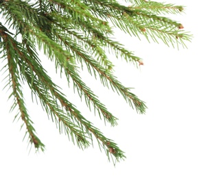 Photo of Branches of fir tree on white background