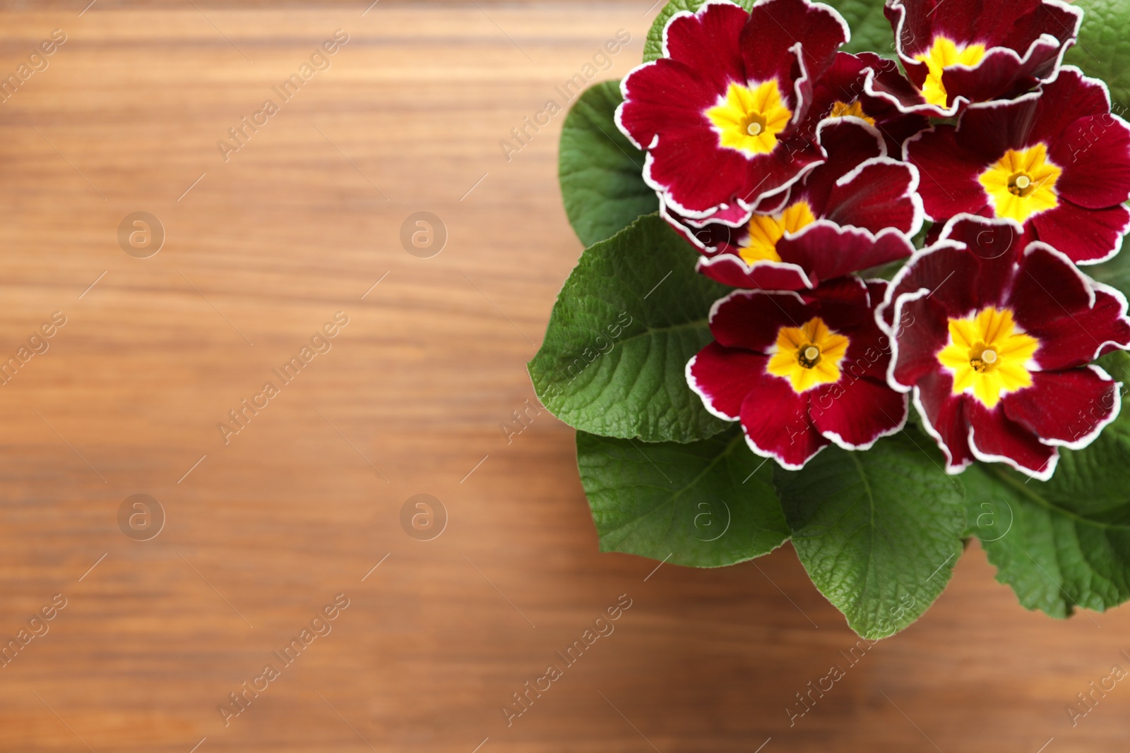 Photo of Beautiful burgundy primula (primrose) flower on wooden background, top view with space for text. Spring blossom