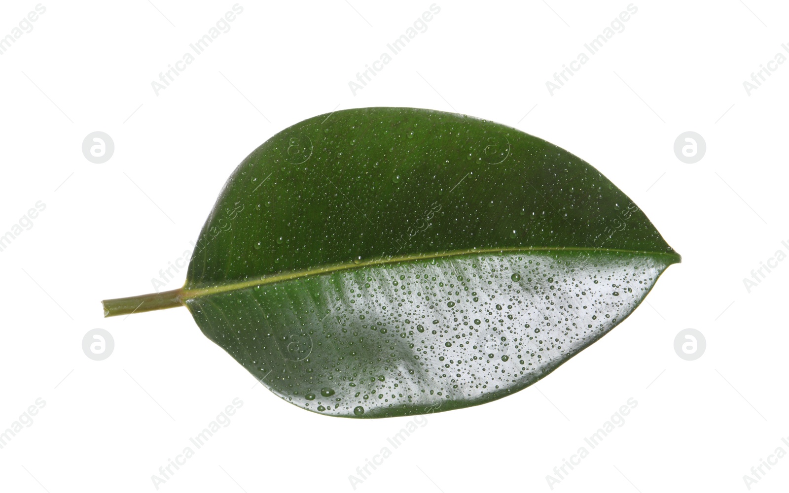 Photo of Fresh green leaf of Ficus elastica plant isolated on white