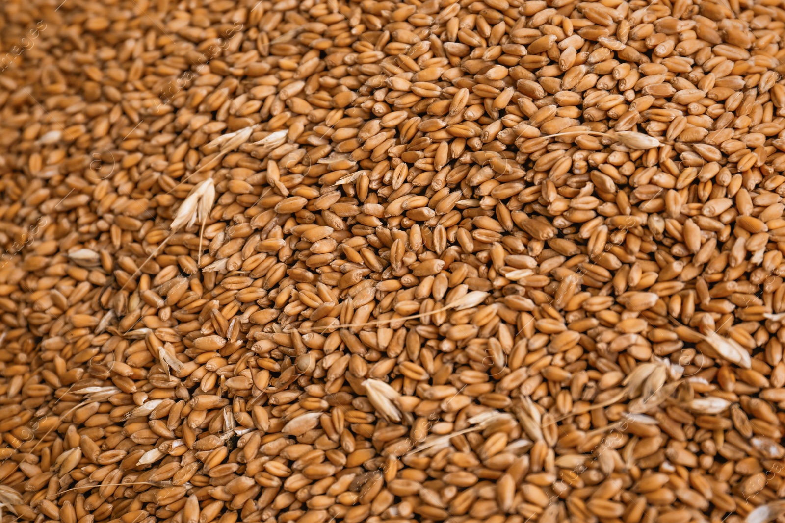 Photo of Pile of wheat grains as background, closeup view