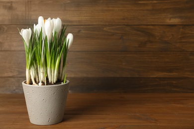 Beautiful crocuses in flowerpot on wooden table. Space for text