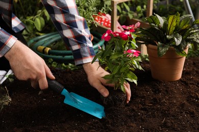 Photo of Man transplanting beautiful pink vinca flower into soil in garden, closeup