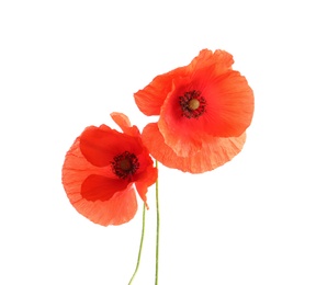 Photo of Fresh red poppy flowers isolated on white