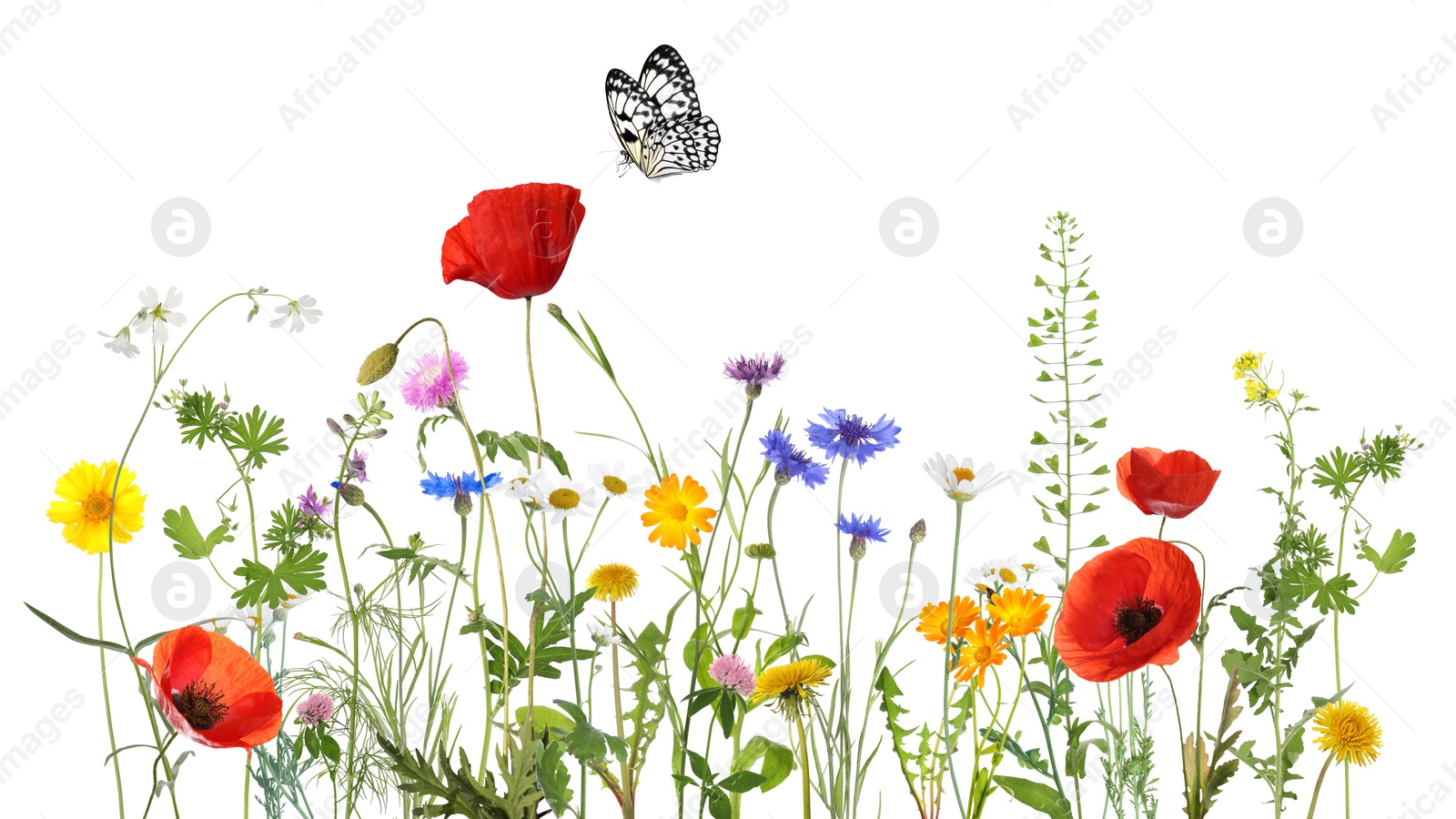 Image of Colorful meadow flowers and butterfly on white background, banner design