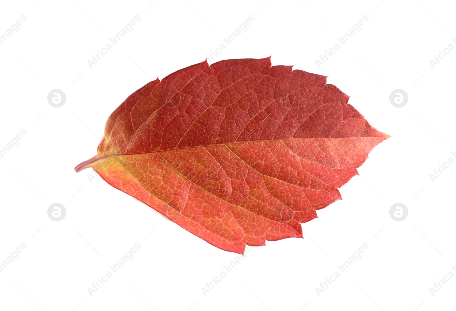 Photo of Autumn season. Bright leaf isolated on white