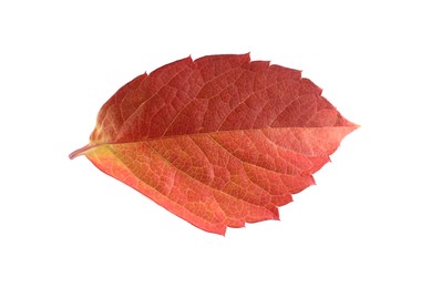 Autumn season. Bright leaf isolated on white