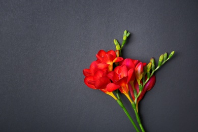 Photo of Beautiful freesia flowers on dark background